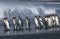 UK South Georgia Island colony of King Penguins marching on beach side view