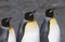 UK South Georgia Island three King Penguins standing side by side close up