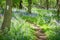 UK woodland with common bluebells and forest walk