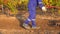 UKRAINE, BOLGRAD - OCTOBER 19, 2021: a farmer on a gasoline mini tractor digs the ground in the field