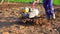 UKRAINE, BOLGRAD - OCTOBER 19, 2021: a farmer on a gasoline mini tractor digs the ground in the field