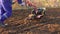 UKRAINE, BOLGRAD - OCTOBER 19, 2021: a farmer on a gasoline mini tractor digs the ground in the field