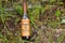 Ukraine, Dnipro - April 05, 2020. horneburger 1939 whiskey of the third reich found in the cellar lies street