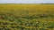 Ukraine, Field of Blooming Sunflowers, Aerial View, Beautiful Landscape, Meadows, Nature