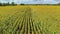 Ukraine, Field of Blooming Sunflowers, Beautiful Landscape, Aerial View, Nature, Meadows