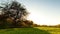 Ukraine. Green wheat field at sunset sun glare grass summer day trees sky rows