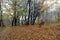 Ukraine, Ivano-Frankivsk region, autumn forest in the Carpathians