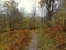 Ukraine, Ivano-Frankivsk region, autumn forest in the Carpathians