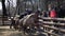 Ukraine, Odessa, Zoo - April 13, 2019: zoo visitors, children feed sheep animals in Odessa Zoo, Odessa, Ukraine