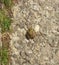 Ukraine, Prykarpattia, a small green frog in the rays of the sun