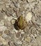 Ukraine, Prykarpattia, a small green frog in the rays of the sun