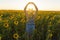 Ukraine. Summer evening. Field with sunflowers