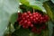 Ukraine symbol red viburnum on a bush