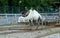 Ukraine, Transcarpathia, Synevyrska Polyana, ecopark Valley of the Wolves, black and white camels