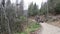 Ukraine, Yaremche - November 20, 2019: a large truck with an empty body drives along a dirt road in the forest for freshly sawn lo