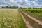 Ukrainian agricultural landscape with blossoming buckwheat