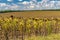 Ukrainian agricultural landscape with ripe sunflower field