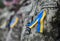 Ukrainian Army Yellow and blue ribbon