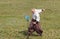 Ukrainian cossack sabre slashing plastic bottle with water while showing his skills outdoors