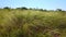 Ukrainian feather grass steppe, Bunchgrass species Stipa capillata