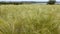 Ukrainian feather grass steppe, Bunchgrass species Stipa capillata