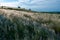 Ukrainian feather grass steppe, Bunchgrass species (Stipa capillata