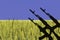 Ukrainian flag with a silhouette of an AK-74 Kalashnikov assault rifle against a wheat field with a sky.