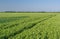 Ukrainian landscape with pea field