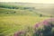 Ukrainian meadow with lavander flowers in summer