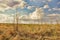 Ukrainian native grass prairies on dramatic sky background.