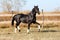 Ukrainian stallion horse breed