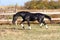 Ukrainian stallion horse breed