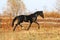 Ukrainian stallion horse breed