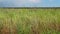 Ukrainian steppe. Grass and flowering plants swaying in the wind in the Landscape Park on the bank of the Tiligul estuary