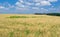 Ukrainian summer landscape with yellow crops