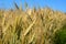 Ukrainian wheat. Close up on wheat field. Wheat field harvest. ukrainian wheat crisis concept