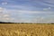 Ukrainian wheat field