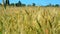 Ukrainian wheat field as a concept of global food crisis