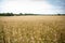 Ukrainian wheat field under the blue sky