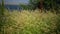 Ukrainian wild steppe. Spikelets against Red Spire Melica transsilvanica and Calamagrostis epigeios