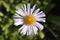 Ukrainian wildflower daisy flower.  Photo taken by d600 canon camera