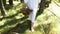 Ukrainian woman barefoot in embroidered dress in the forest gathering herbs