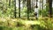 Ukrainian woman in embroidered dress in the forest gathering herbs in basket