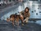 Ukrainian woman soldier resting in park during her vacation and petting dog with her hand