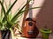 Ukulele musical instrument with alovera plant