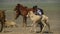 Ulan bator / mongolia, may, 3.2019: Mongolian shepherds catch horses with a rope