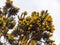 Ulex commonly known as gorse, furze, or whin is a genus of flowering plants in the family Fabaceae. Gorse bush against a sky