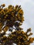 Ulex known as gorse, furze, or whin, flowering plants in the family Fabaceae. Gorse bush against a sky