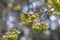 Ulmus minor or Elm trees` green seeds and blurred light in background