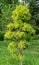 Ulmus minor `Viminalis Aurea` in the botany in Poland.